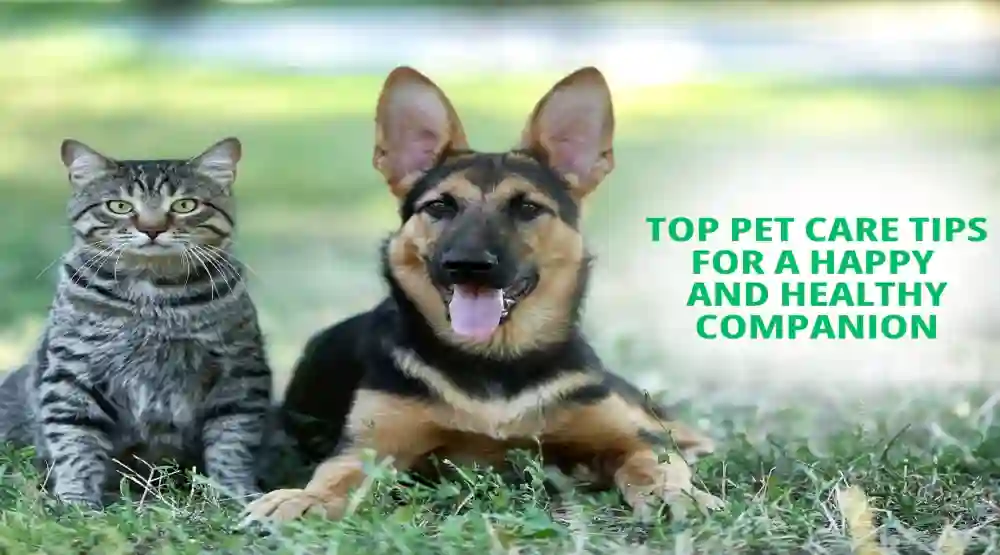 How to Oversee Pet Corpulence and Keep Your Animal Healthy